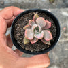 Graptoveria Mrs Richards Variegated