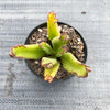 Cotyledon Campanulata