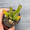 Cotyledon Campanulata