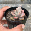 Graptoveria Mrs Richards Variegated