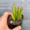 Cotyledon Campanulata