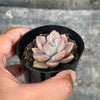Graptoveria Mrs Richards Variegated