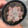 Graptoveria Mrs Richards Variegated