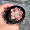 Graptosedum Bronze Variegata
