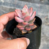 Graptosedum Bronze Variegata