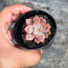 Graptosedum Bronze Variegata