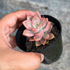 Graptosedum Bronze Variegata