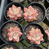 Graptosedum Bronze Variegata