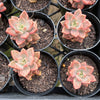 Graptosedum Bronze Variegata