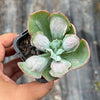Echeveria Linguas (Bump leaf)(Young plant)(SIZE S)