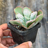 Echeveria Linguas (Bump leaf)(Young plant)(SIZE S)