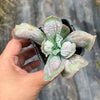 Echeveria Linguas (Bump leaf)(Young plant)(SIZE S)