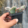 Echeveria Linguas (Bump leaf)(Young plant)(SIZE S)