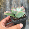 Echeveria Linguas (Bump leaf)(Young plant)(SIZE S)