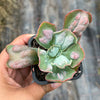 Echeveria Linguas (Bump leaf)(Young plant)(SIZE S)