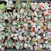 Echeveria Linguas (Bump leaf)(Young plant)(SIZE S)