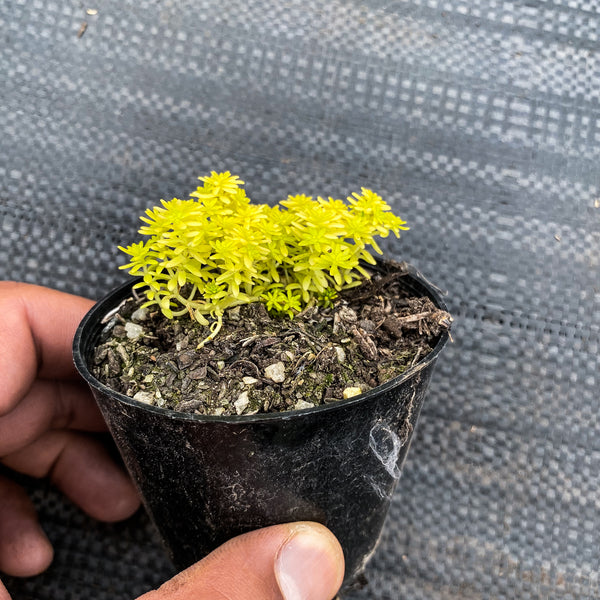 tokyo sun succulents Sedum 'Tokyo Sun' – LET LOVE GROW (Succulent & Cactus)