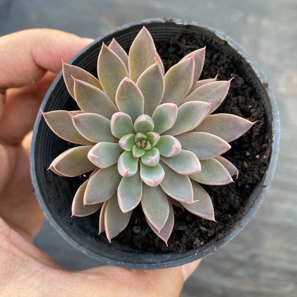 rusbyi succulent Graptopetalum Rusbyi (XS) – LET LOVE GROW (Succulent & Cactus)