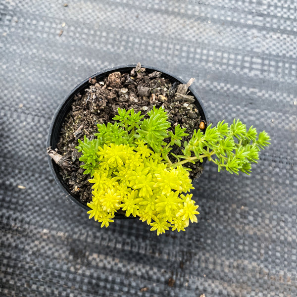 tokyo sun succulents Sedum 'Tokyo Sun' – LET LOVE GROW (Succulent & Cactus)