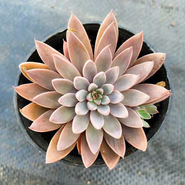 rusbyi succulent Graptopetalum Rusbyi (XS) – LET LOVE GROW (Succulent & Cactus)