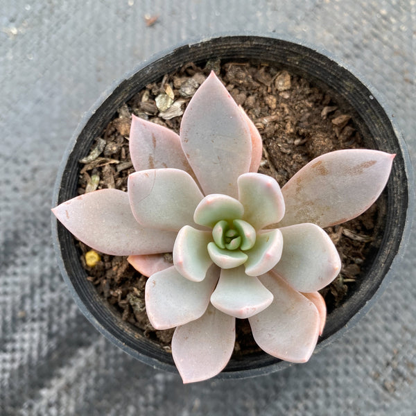 sugar jelly succulent Echeveria 'Sugar Jelly' – LET LOVE GROW (Succulent & Cactus)