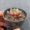 Echeveria 'Cat's Eye'