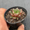 Echeveria 'Cat's Eye'