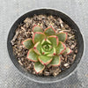 Echeveria 'Cat's Eye'