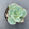 Echeveria 'Lady Aquarius'