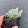 Echeveria 'Lady Aquarius'