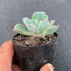 Echeveria 'Lady Aquarius'