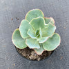 Echeveria 'Lady Aquarius'