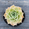 Echeveria simulans 'Laguna Sanchez'