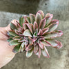 Echeveria 'Fantastic Fountain'