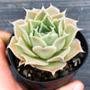 Echeveria simulans 'Laguna Sanchez'