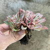 Echeveria 'Fantastic Fountain'