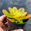 Echeveria 'Candy' (w/pup)