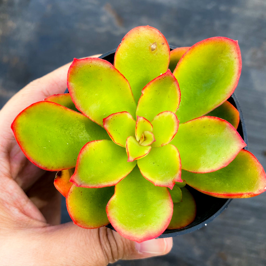 Echeveria 'Candy' (w/pup)