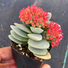Crassula 'Morgan's Beauty'