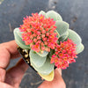 Crassula 'Morgan's Beauty'