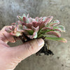 Echeveria 'Fantastic Fountain'