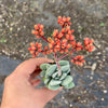 Crassula 'FALLWOOD'