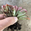 Echeveria 'Fantastic Fountain'