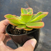 Echeveria 'Candy' (w/pup)