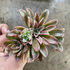 Echeveria 'Fantastic Fountain'