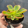 Echeveria 'Candy' (w/pup)