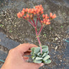 Crassula 'FALLWOOD'