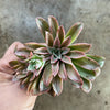 Echeveria 'Fantastic Fountain'