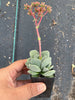 Crassula 'FALLWOOD'