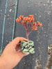 Crassula 'FALLWOOD'